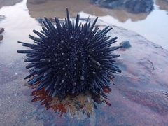 Stomopneustes variolaris