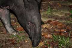 Tapirus indicus