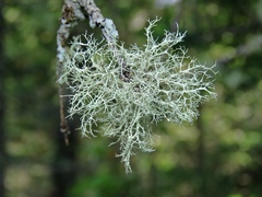 Ramalina vogulica