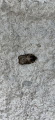 Acleris chalybeana