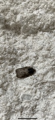 Acleris chalybeana