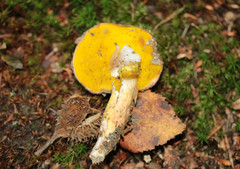 Aureoboletus gentilis