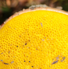 Aureoboletus gentilis