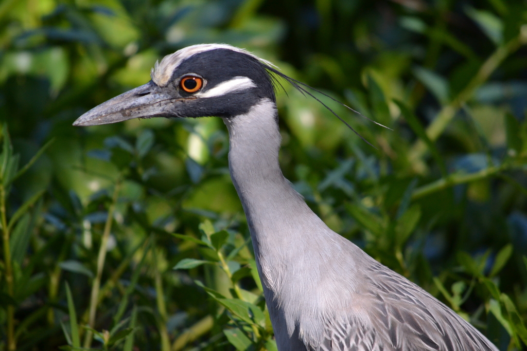 Yellow-Crowned Night Heron