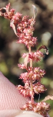 Rumex ucranicus