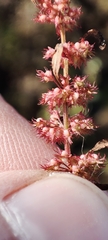 Rumex ucranicus