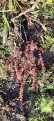 Rumex ucranicus