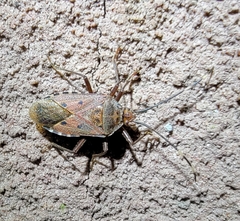 Urochela quadrinotata