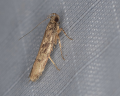 Chionodes pereyra