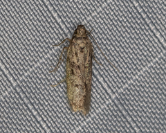 Chionodes pereyra