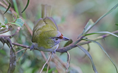 Cyclarhis nigrirostris