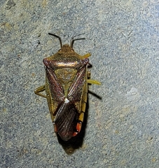 Acanthosoma spinicolle