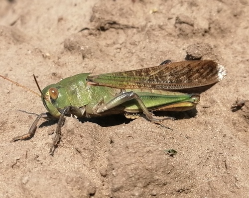 Migratory Locust, Новосибирский р-н, Новосибирская обл., Россия, photo 7 of 10