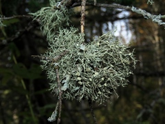 Ramalina vogulica