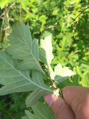 Crataegus maximowiczii