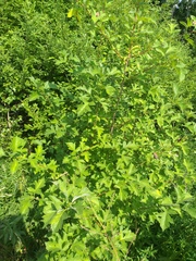 Crataegus maximowiczii