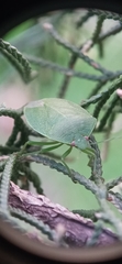 Chinavia longicorialis
