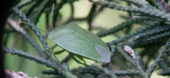 Chinavia longicorialis