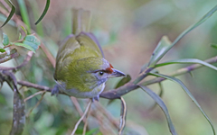 Cyclarhis nigrirostris