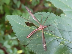 Tipula lateralis
