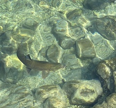 Luciobarbus guiraonis