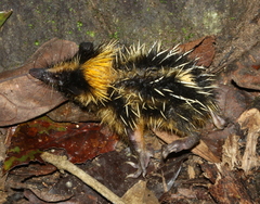 Hemicentetes semispinosus