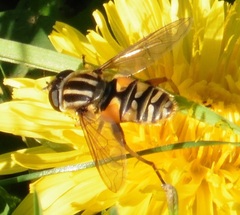 Helophilus pendulus