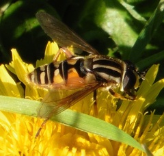 Helophilus pendulus