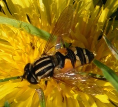 Helophilus pendulus
