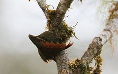 Xiphorhynchus triangularis