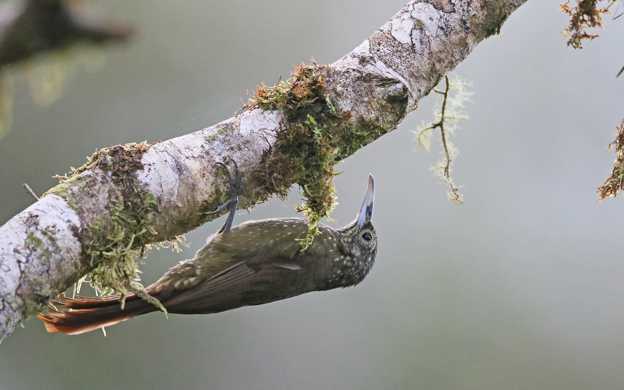 Olive-backed Woodcreeper illustration