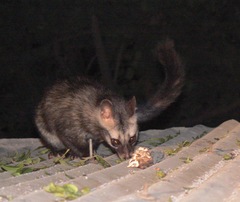 Paradoxurus hermaphroditus