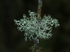 Ramalina vogulica