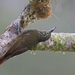 Olive-backed Woodcreeper - Photo (c) Christoph Moning, some rights reserved (CC BY)