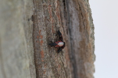 Oxycarenus lavaterae