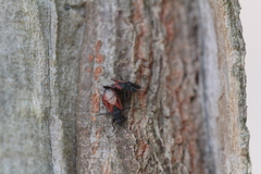 Oxycarenus lavaterae