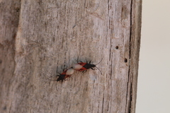 Oxycarenus lavaterae