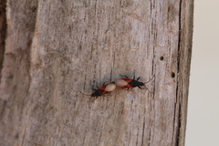 Oxycarenus lavaterae