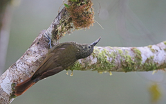 Xiphorhynchus triangularis