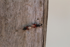 Oxycarenus lavaterae