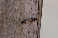 Oxycarenus lavaterae