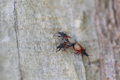 Oxycarenus lavaterae