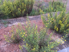 Dittrichia viscosa