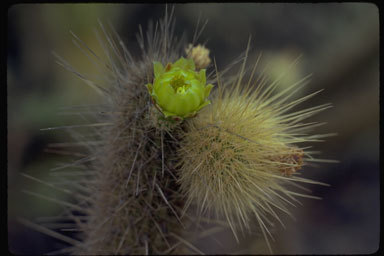 Golden-spined Cereus