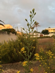 Dittrichia viscosa