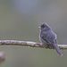 Smoke-colored Pewee - Photo (c) Christoph Moning, some rights reserved (CC BY), uploaded by Christoph Moning