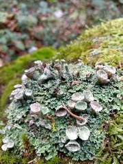 Cladonia pocillum