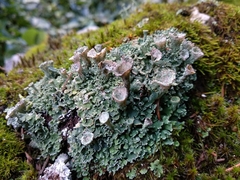Cladonia pocillum