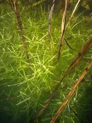 Callitriche hamulata