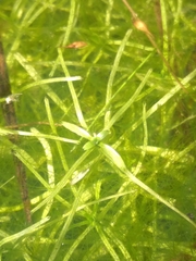 Callitriche hamulata